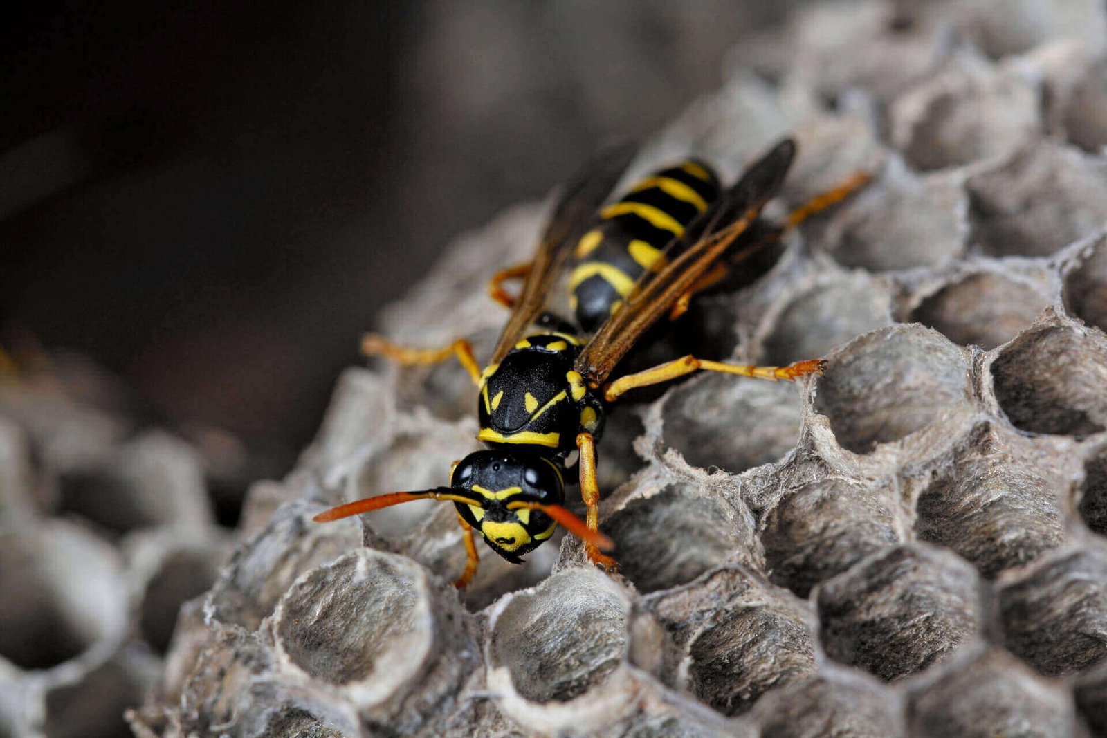 Wasps